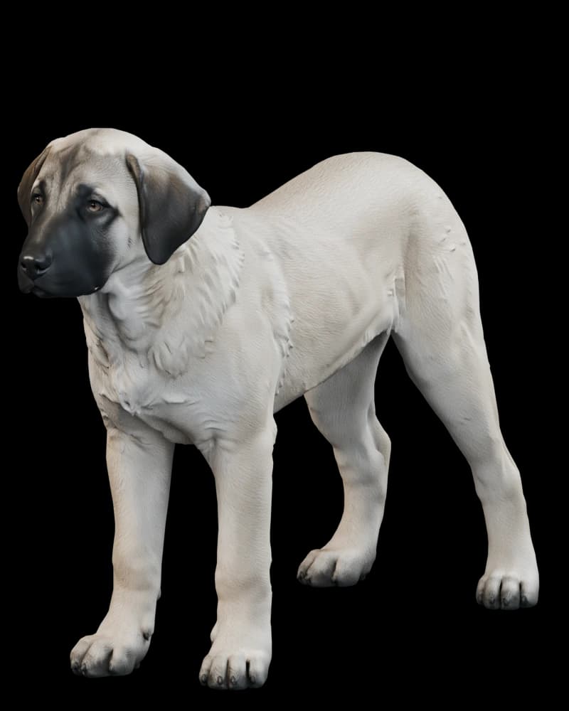 Kangal