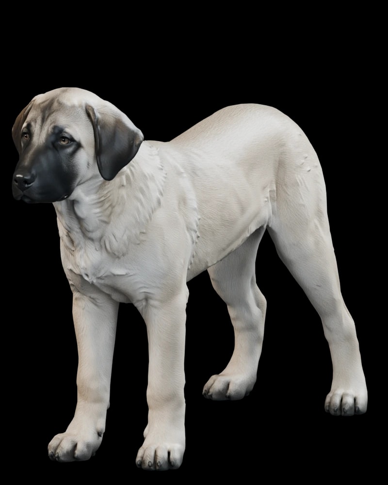 Kangal