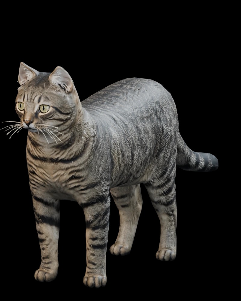 Tekir Kedi