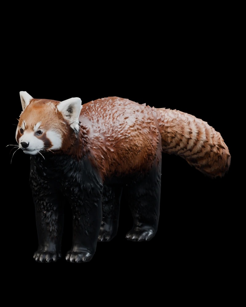 Kırmızı Panda